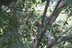 Lathrotriccus euleri