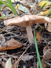 Armillaria borealis
