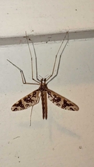 Mischoderus annuliferus
