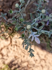 Teucrium racemosum