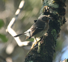 Chasiempis sclateri