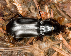 Pterostichus