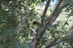 Lathrotriccus euleri