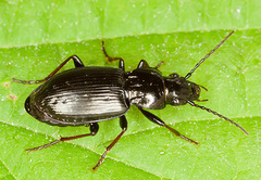 Pterostichus oblongopunctatus