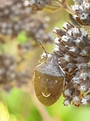 Rubiconia intermedia