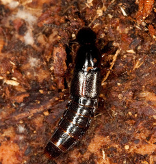 Quedius xanthopus