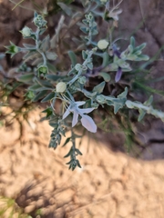 Teucrium racemosum