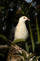 Columba leucomela