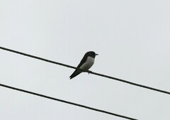 Artamus leucorynchus