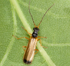 Rhagonycha lignosa