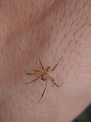 Nephilingis cruentata