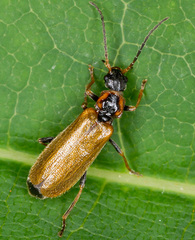 Rhagonycha nigriventris