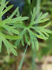 Geranium dissectum