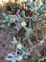 Teucrium racemosum