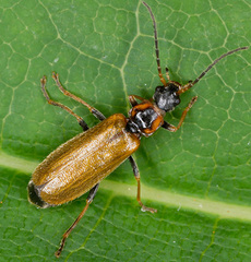 Rhagonycha nigriventris