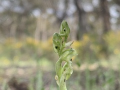 Pterostylis cycnocephala