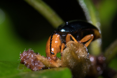 Lamprolina simillima