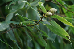 Quercus myrsinifolia