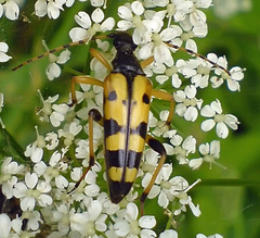 Rutpela maculata