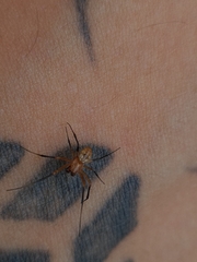 Nephilingis cruentata