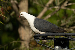 Columba leucomela