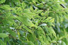 Quercus myrsinifolia