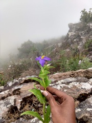 Gentianaceae