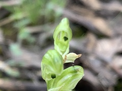 Pterostylis cycnocephala