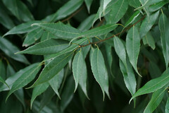 Quercus myrsinifolia