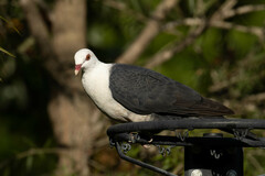 Columba leucomela