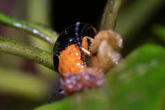 Lamprolina simillima