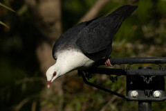 Columba leucomela