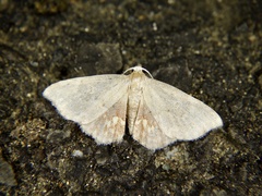 Enispa lutefascialis