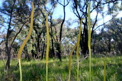 Xanthorrhoea minor lutea