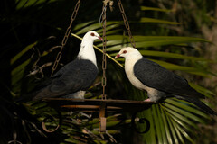 Columba leucomela