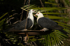 Columba leucomela