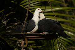 Columba leucomela