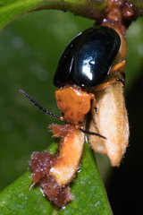 Lamprolina simillima
