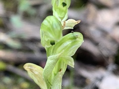 Pterostylis cycnocephala