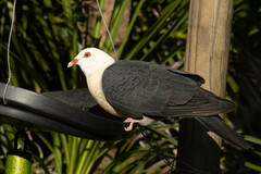 Columba leucomela
