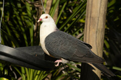 Columba leucomela