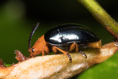 Lamprolina simillima