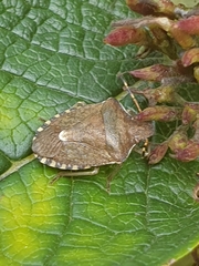 Peribalus strictus vernalis