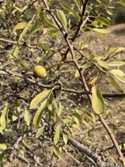 Pyrus syriaca