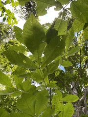 Carya cordiformis