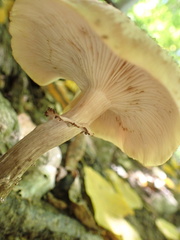 Armillaria ostoyae