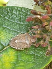 Peribalus strictus vernalis