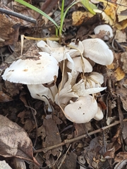 Leucocybe connata