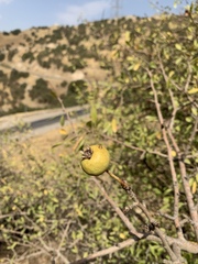 Pyrus syriaca