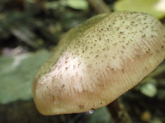 Armillaria ostoyae